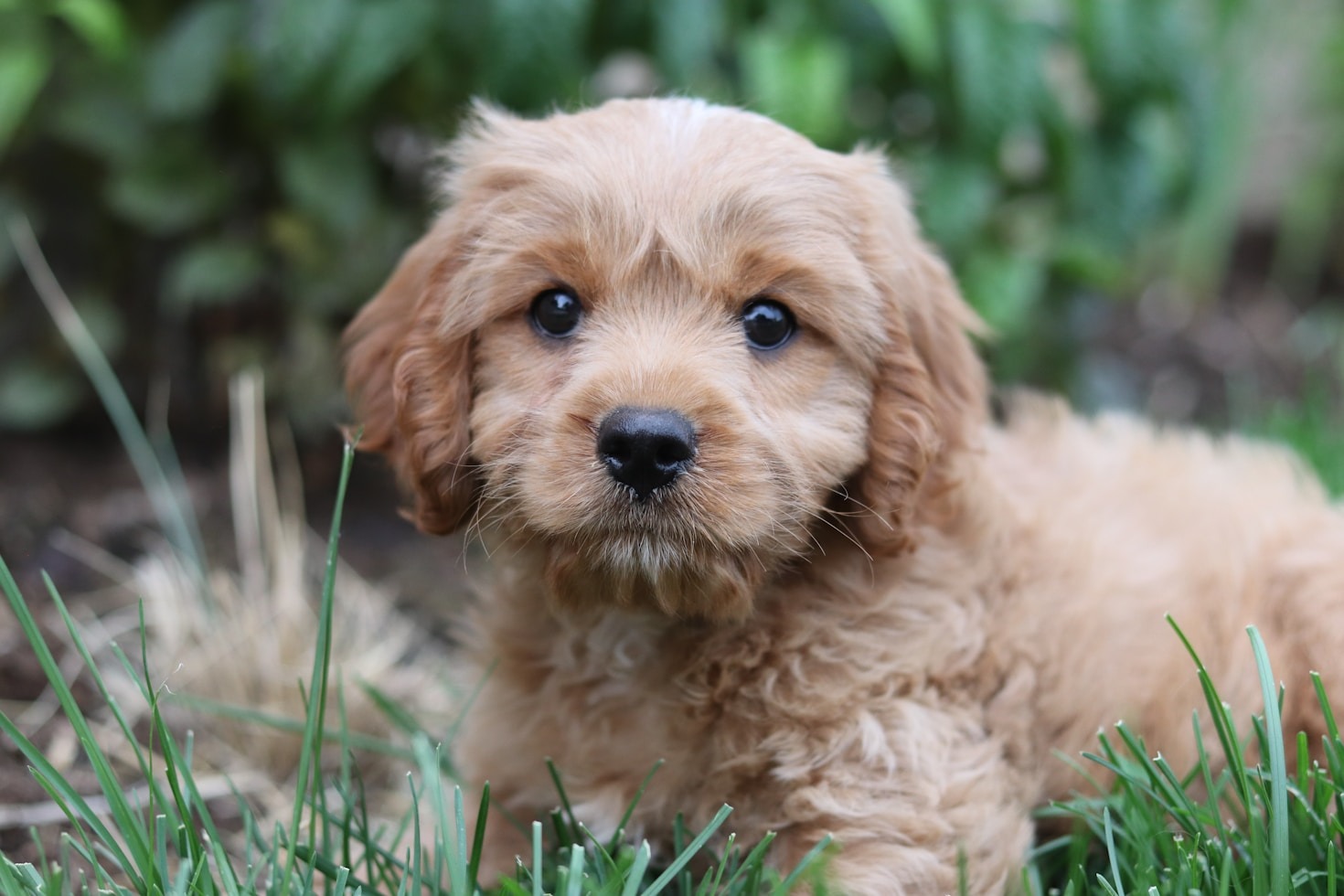 5 Dicas Essenciais para Escolher seu Cão de Raça