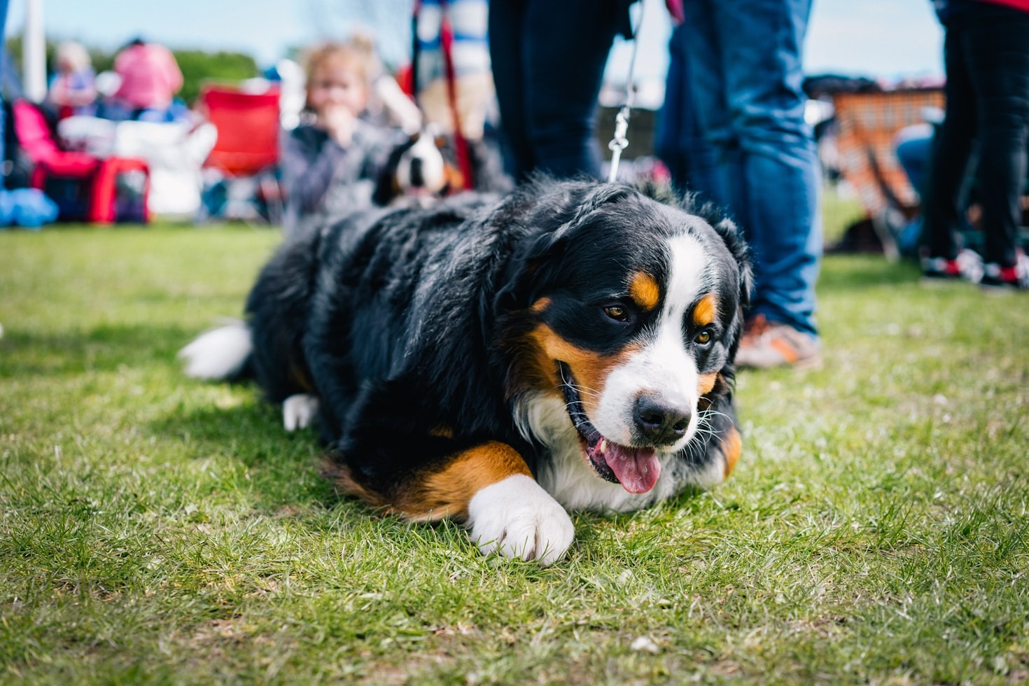 Os Benefícios de Criar Cães com Linhagem Pura