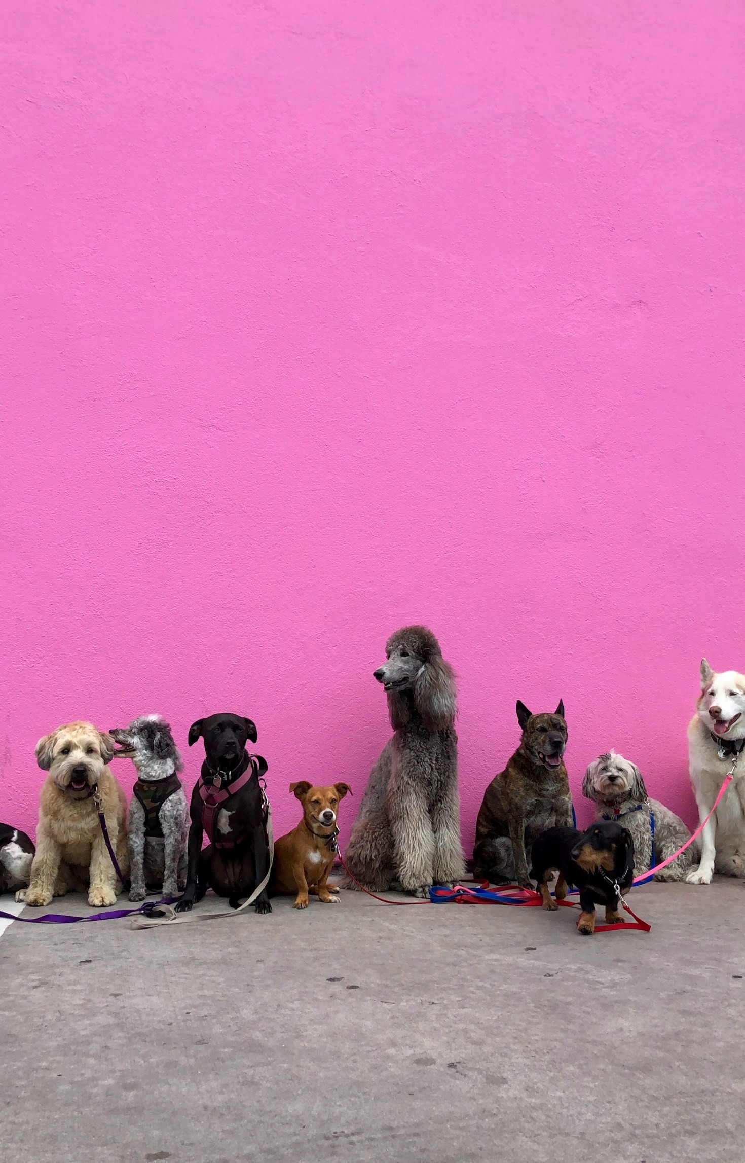 Dicas de Manejo para Um Cão Saudável e Feliz