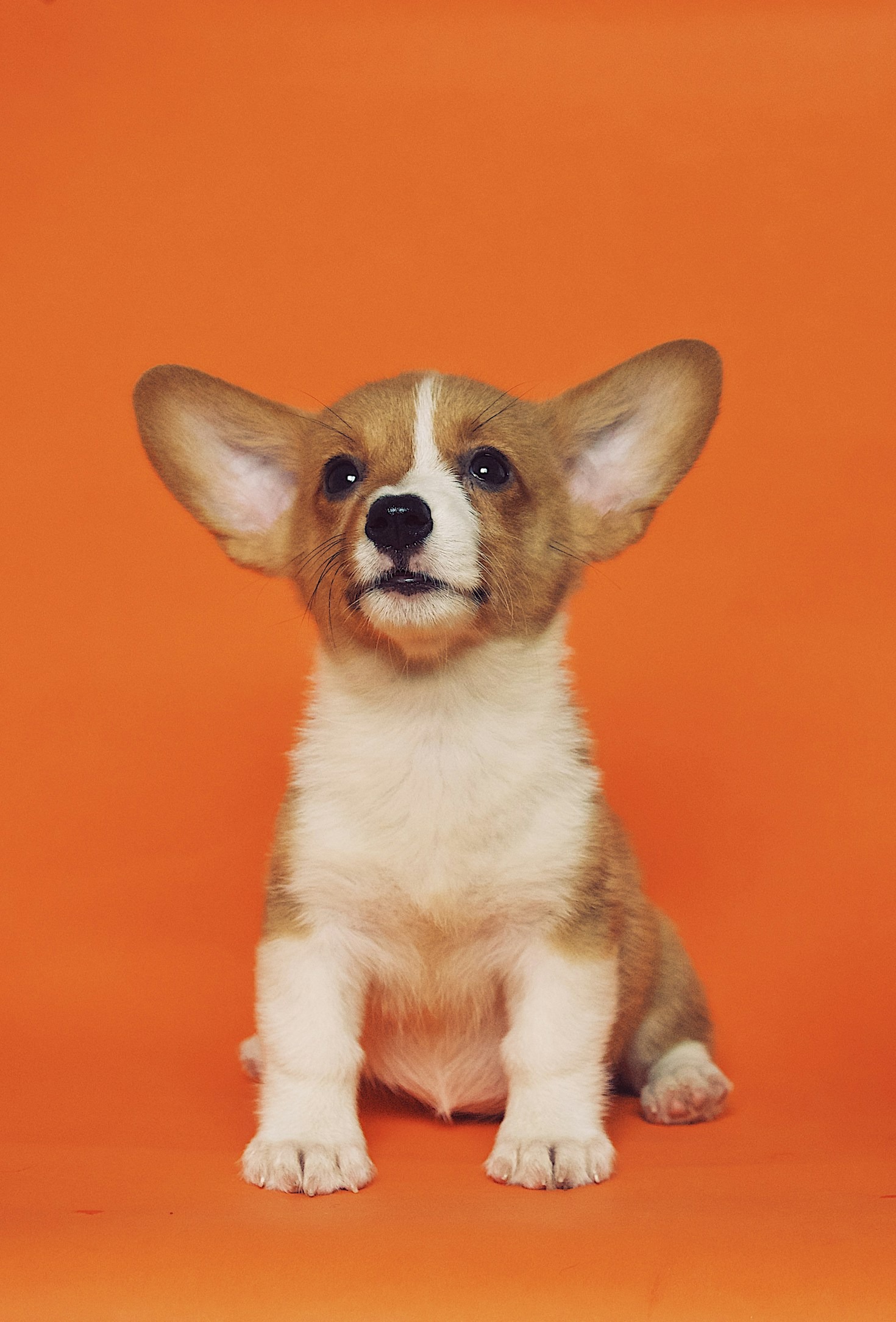 A História do Nobilis Canis: Nossa Paixão por Cães